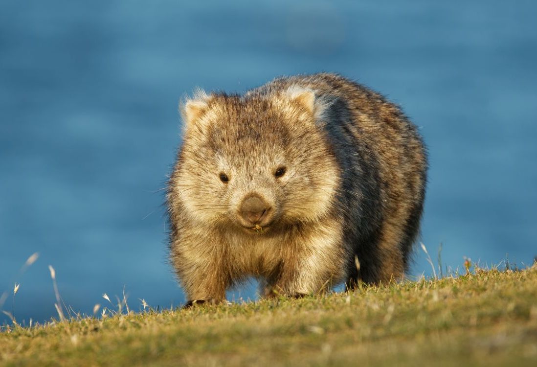 Meet the Wombat