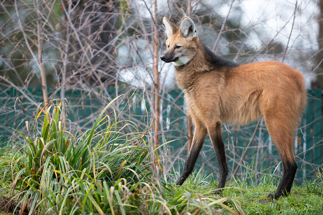 Meet the Maned Wolf: Neither Wolf nor Fox – AnimalPages