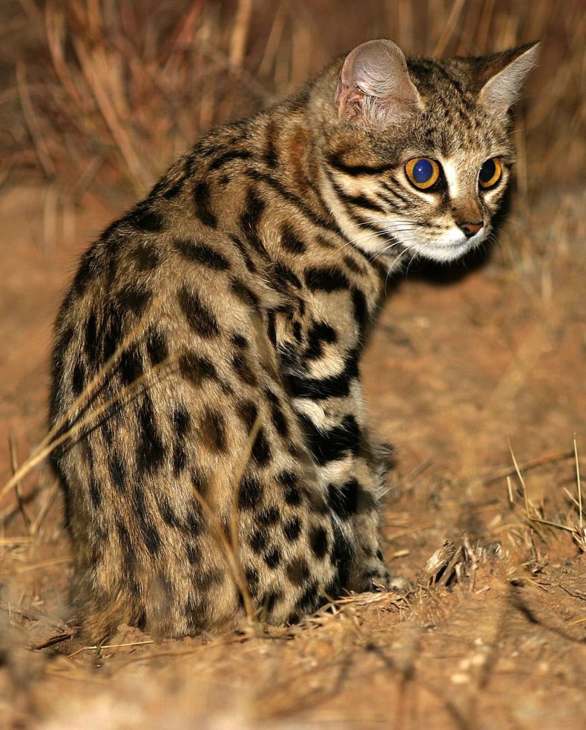 black-footed cat