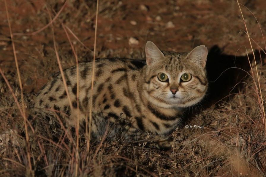 black-footed cat