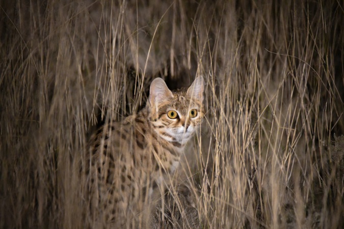 Meet the The Black-Footed Cat - AnimalPages