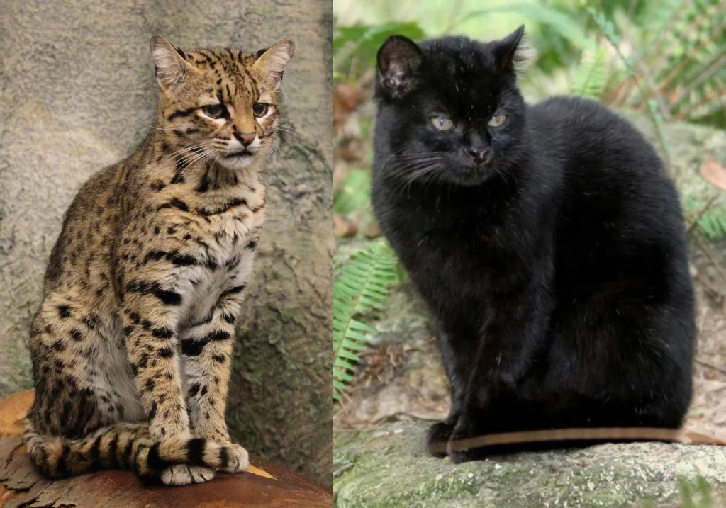 Geoffroy´s Cat (Leopardus geoffroyi)