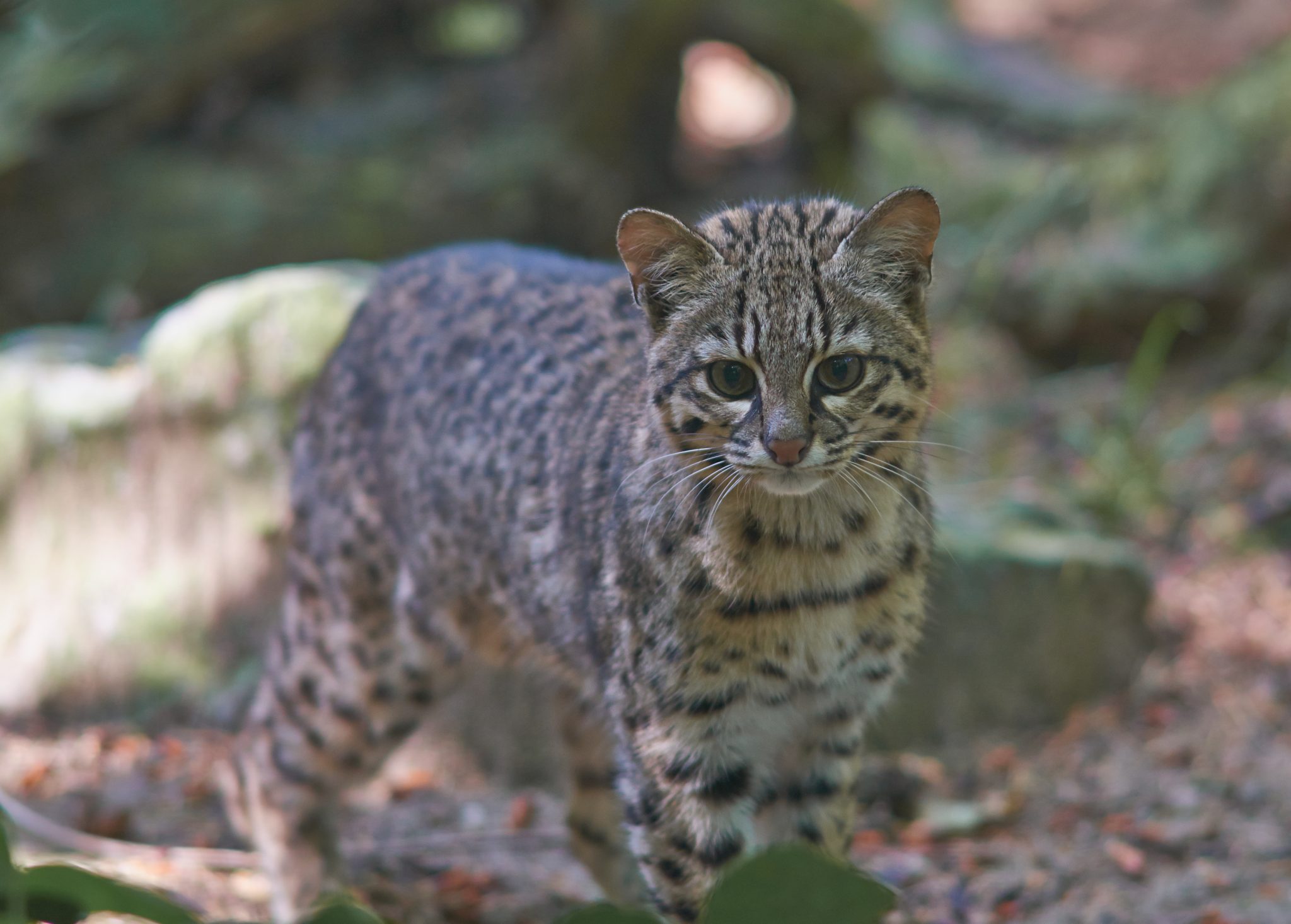 Geoffroy´s Cat (Leopardus geoffroyi)