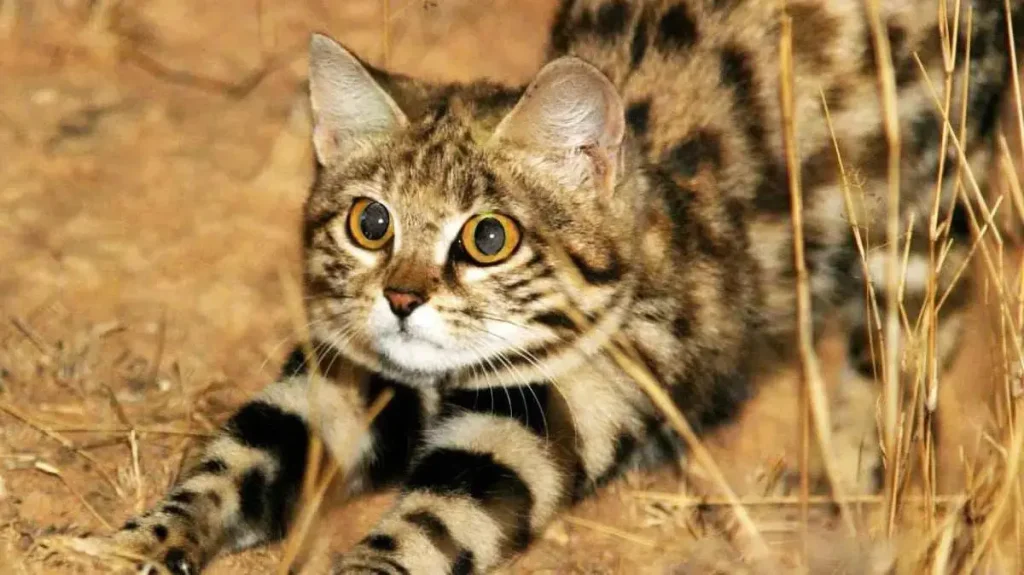 black-footed cat