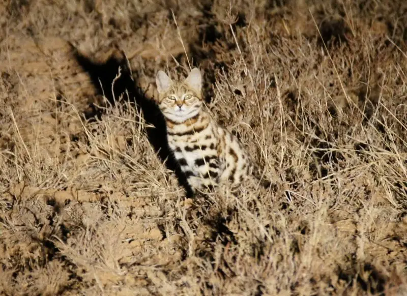 black-footed cat