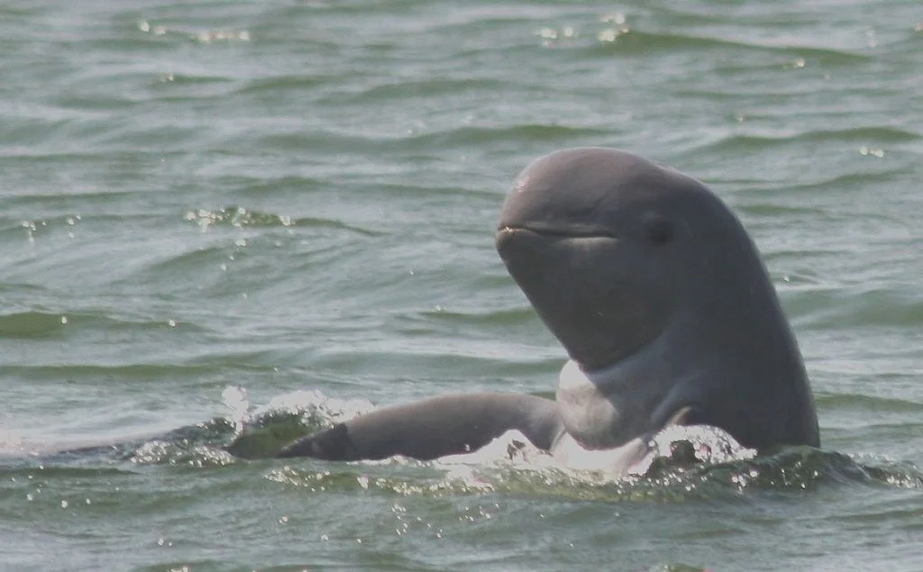 Meet the Irrawaddy Dolphin
