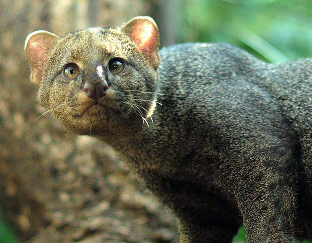 Meet the Jaguarundi – AnimalPages
