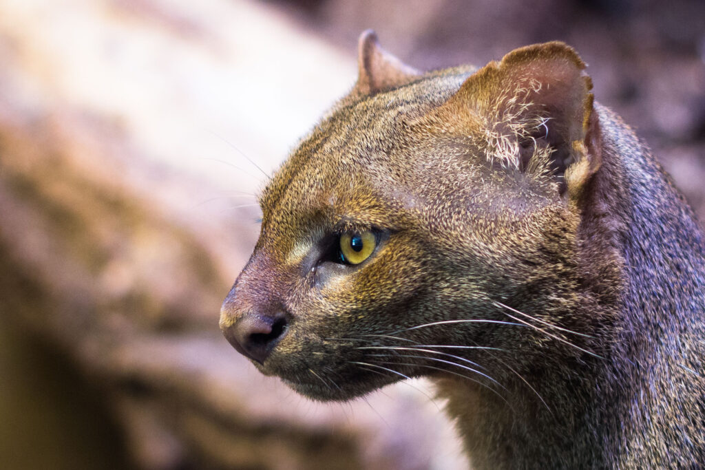 Meet the Jaguarundi – AnimalPages