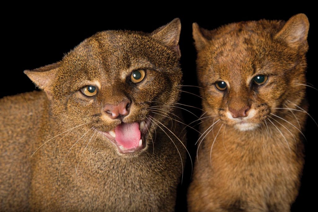 Meet the Jaguarundi – AnimalPages