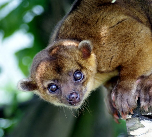 FAQ: Top 11 Questions About Kinkajous