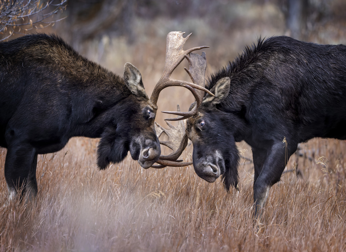 The Rumble in the Wild: All About Rutting Season