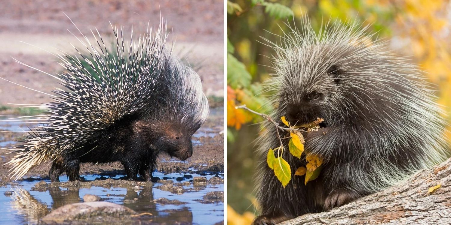 old and new world porcupines
