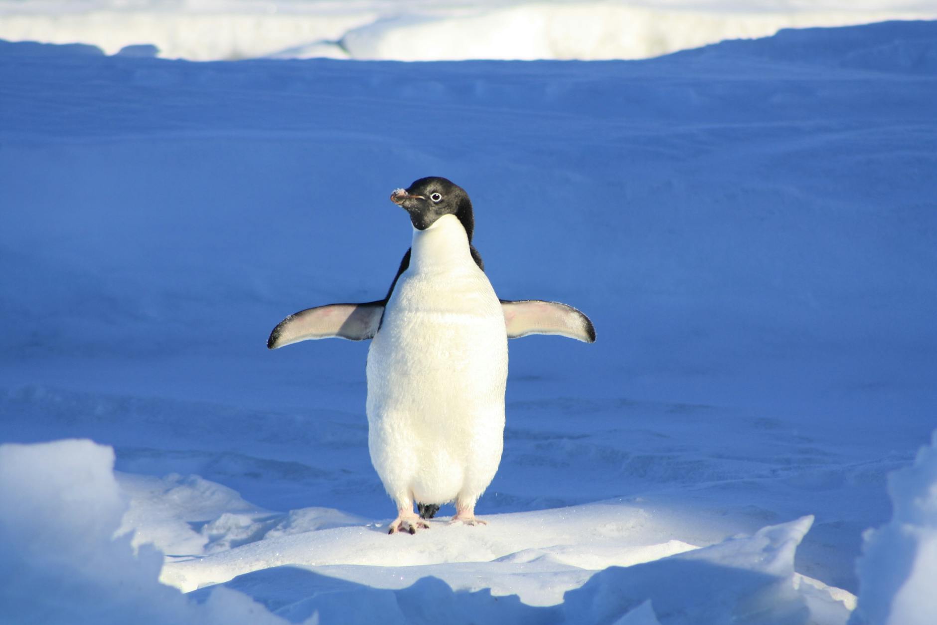 FAQ: How Many Types of Penguins Are There?