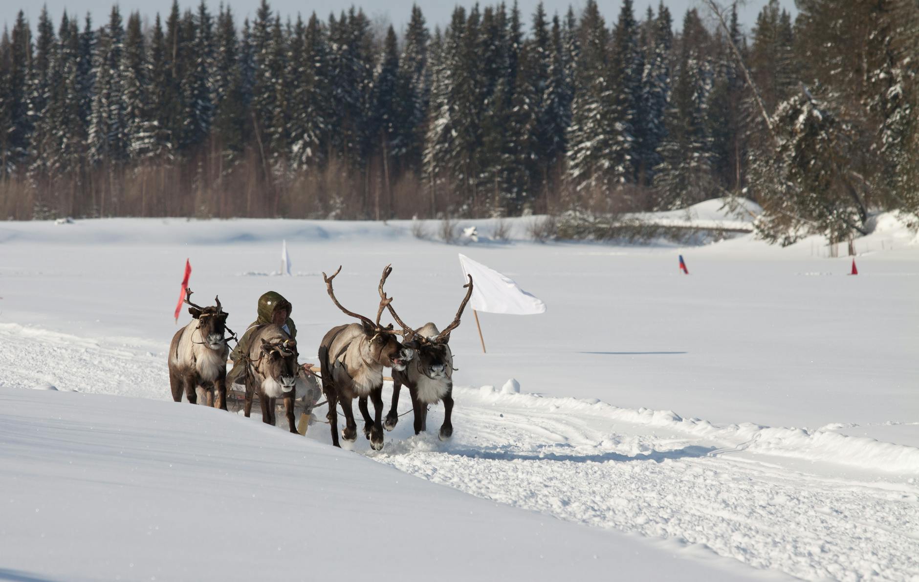 photograph of reindeers on white snow