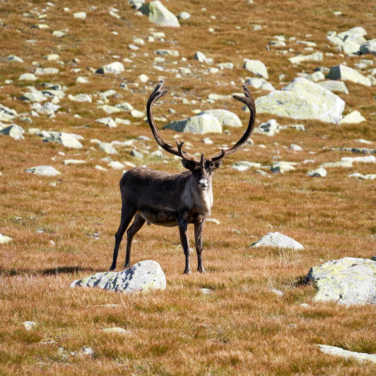porcupine caribou standing on brown grass field