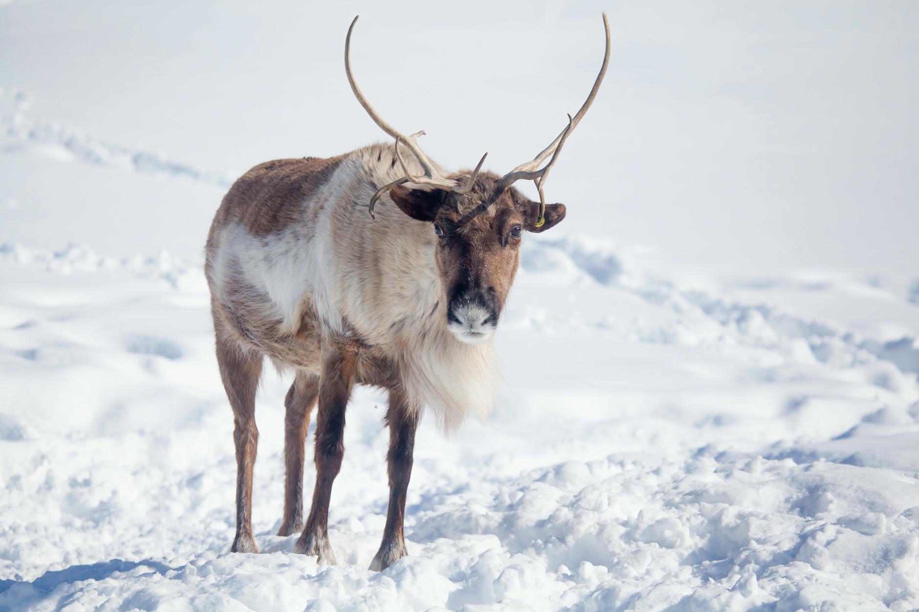photo of reindeer on snow