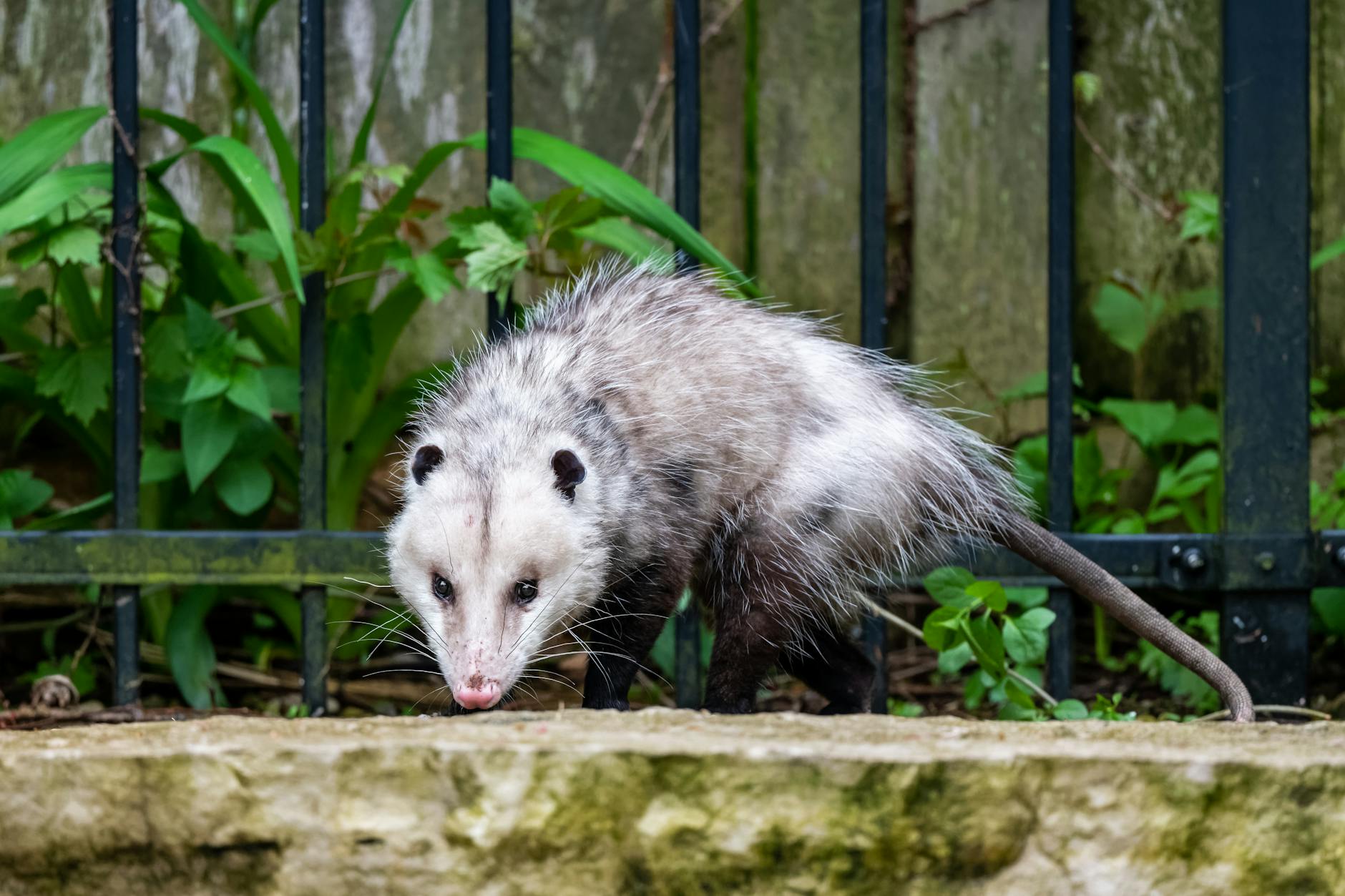 virginia opossum beside a metal railing