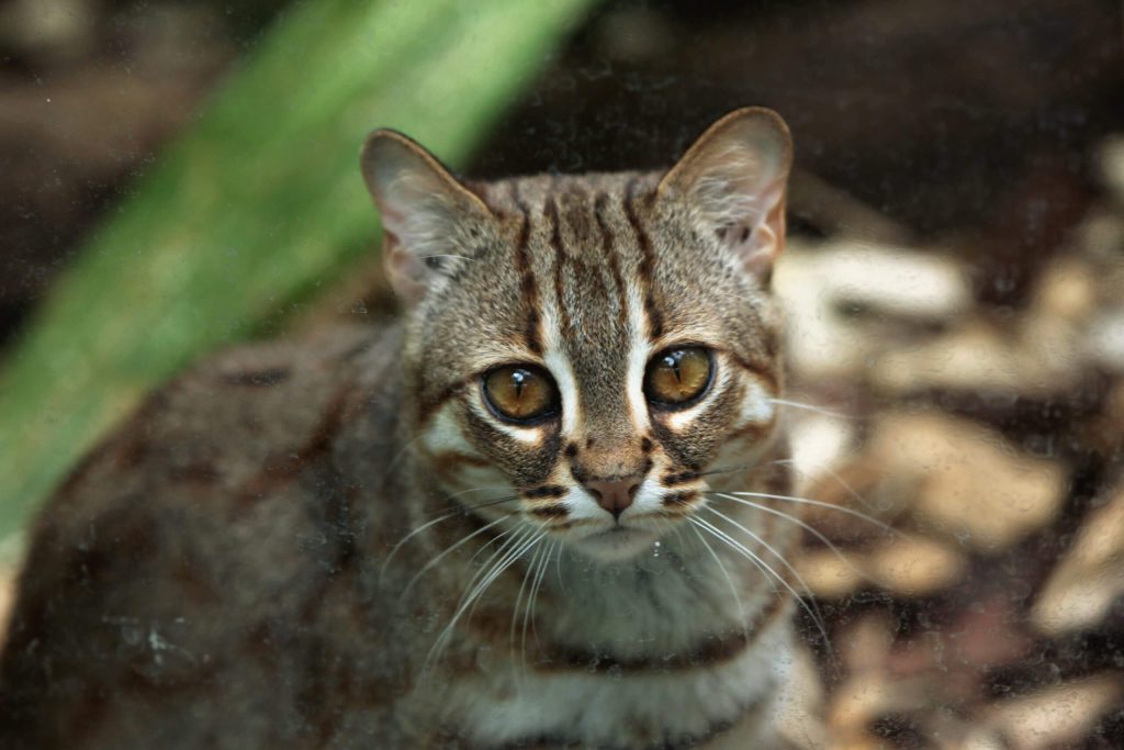 rusty-spotted cat