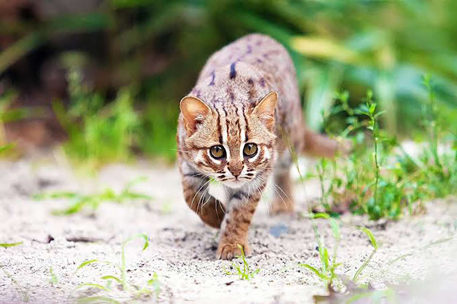 rusty-spotted cat