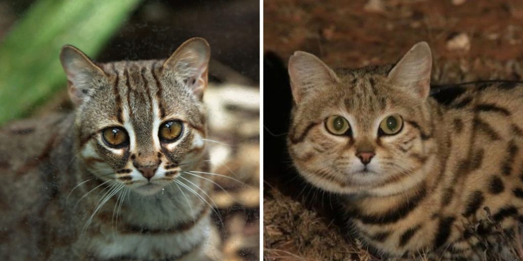 smallest cats: rusty-spotted cat & black-footed cat