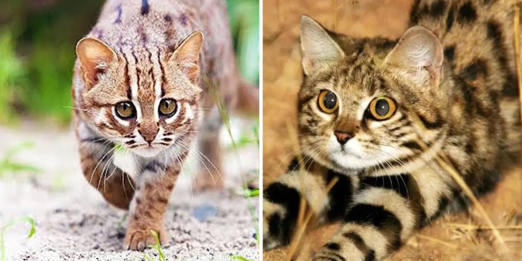 smallest cats: rusty-spotted cat & black-footed cat