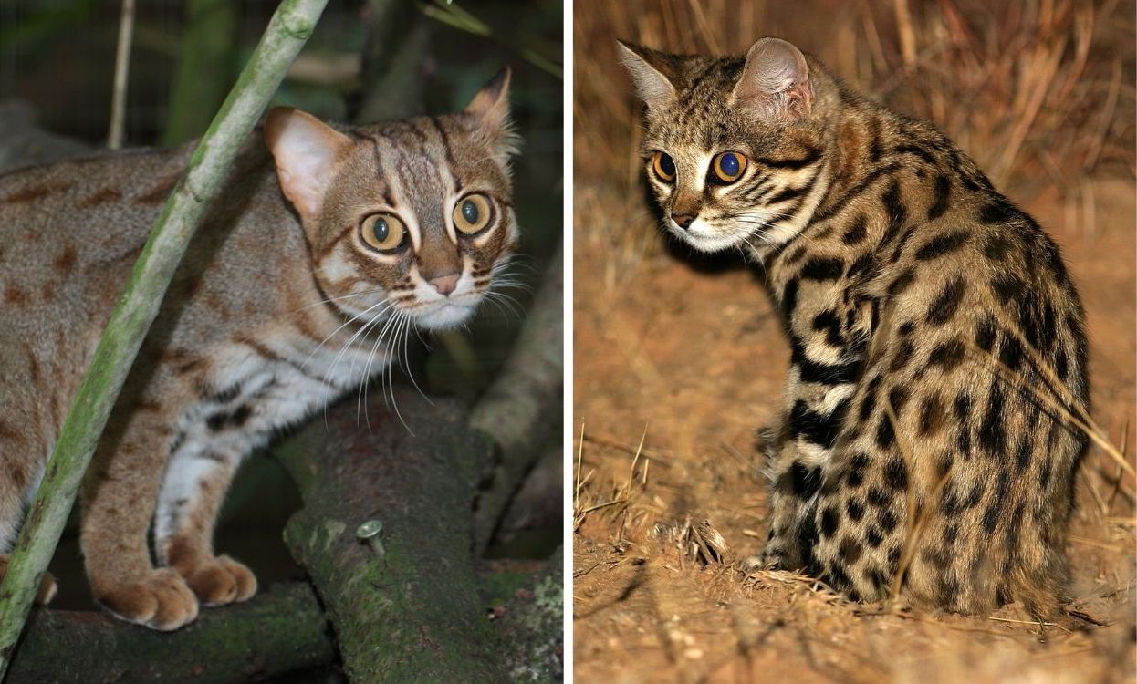 FAQ: What Is the World’s Smallest Cat?