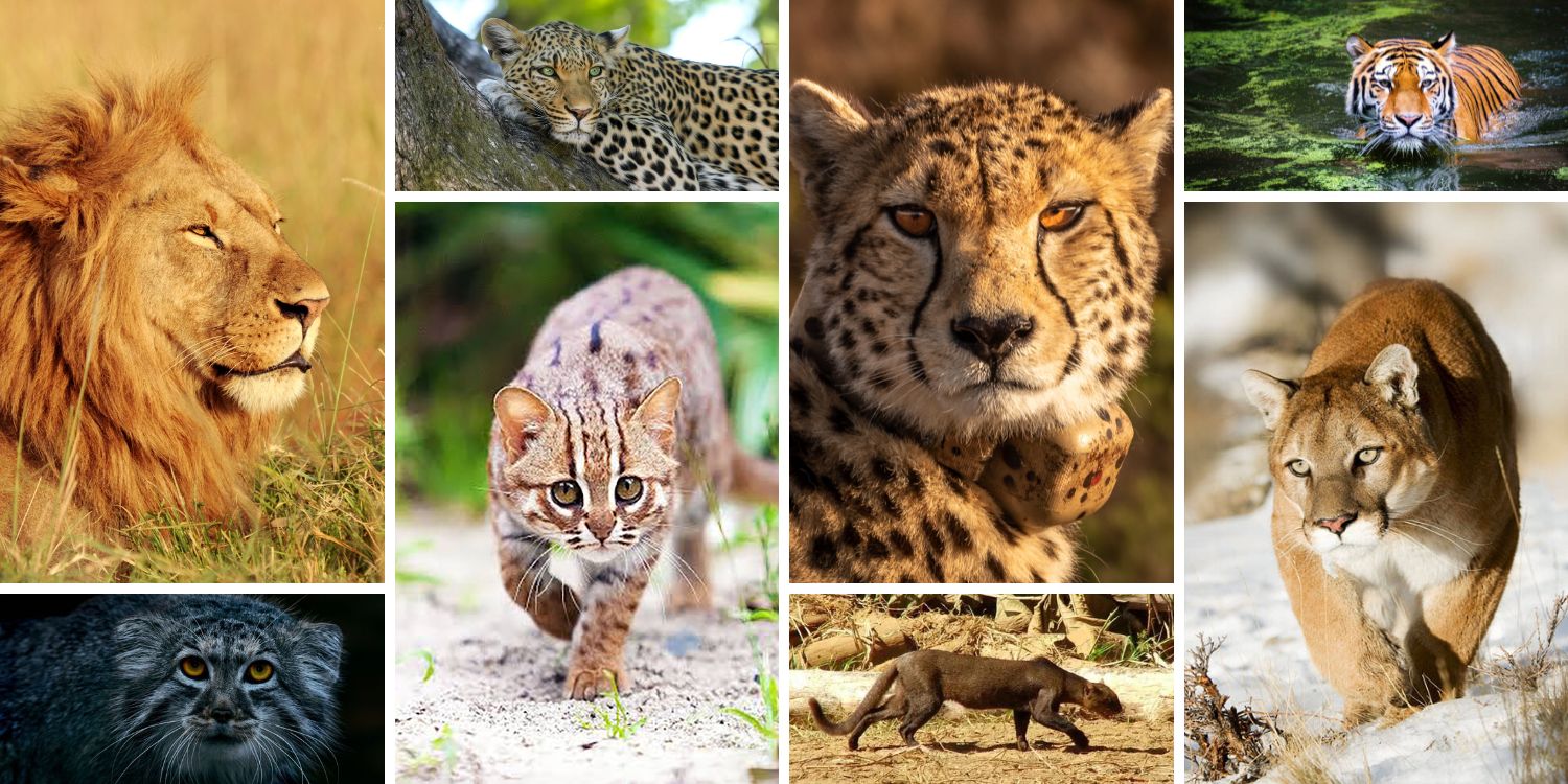 Cats of the World: A Prowl Through the Family Felidae