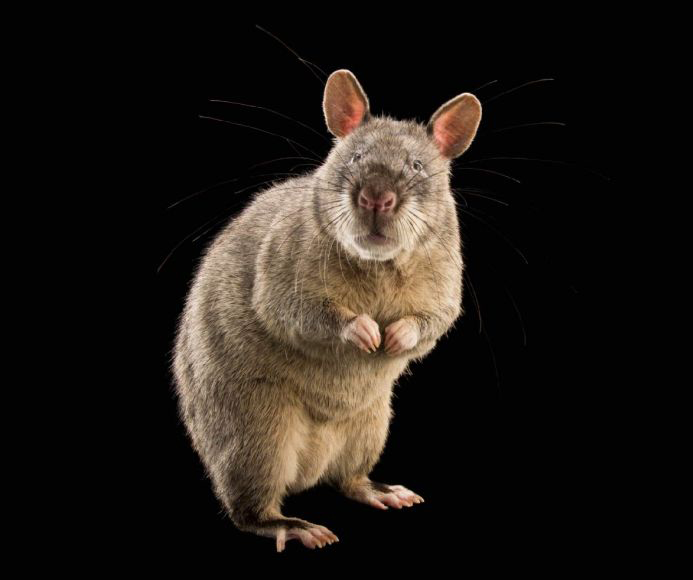 Meet the Giant African Pouched Rat