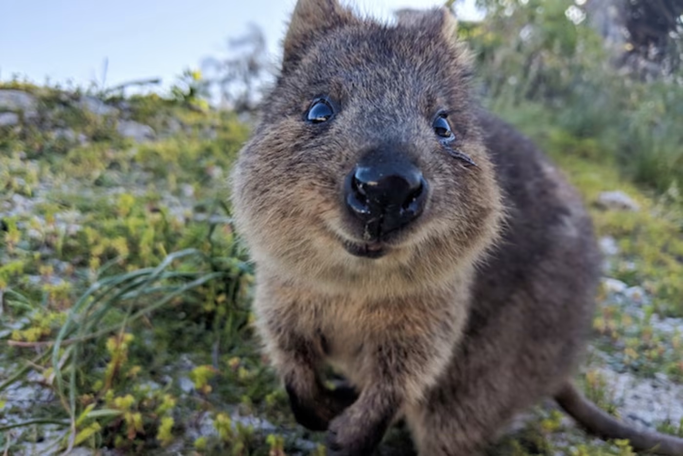 Meet The Quokka AnimalPages Meet The Quokka AnimalPages