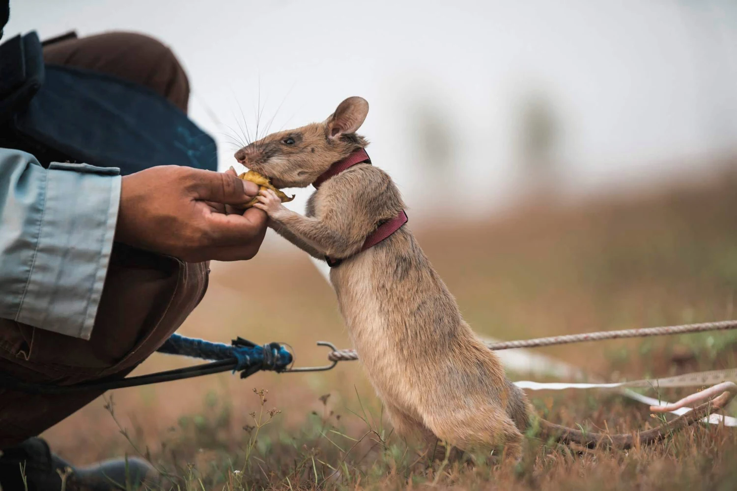 The Unlikely Heroes: How Rats are Sniffing Out Landmines and Saving Lives