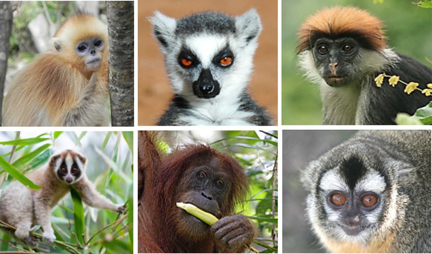 A World of Primates: Exploring This Diverse Order of Mammals