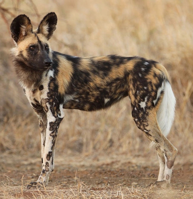 African Wild Dog
