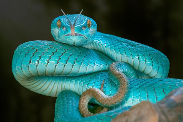 Meet the Blue Insularis Pit Viper