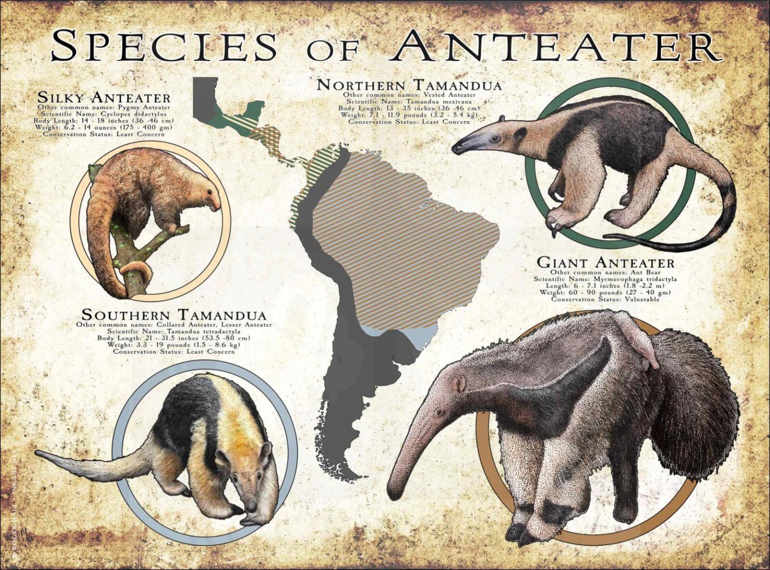 Meet the Anteater – AnimalPages