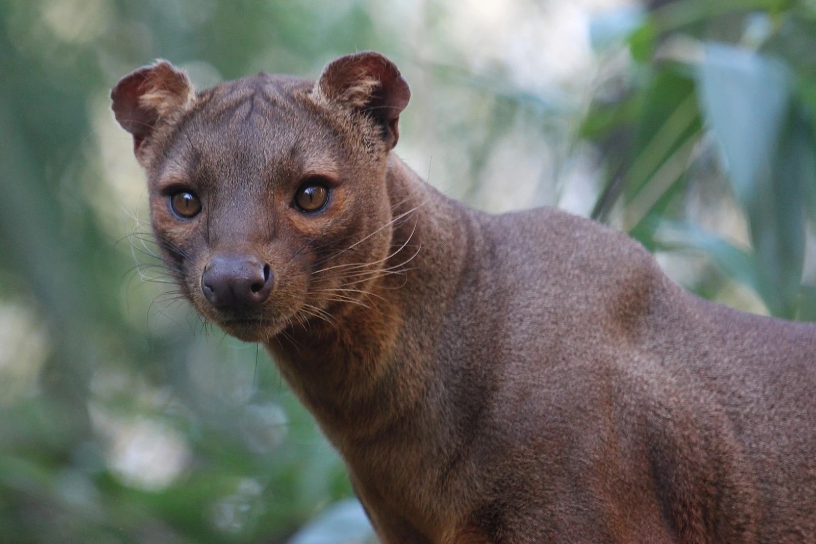 Meet the Fossa