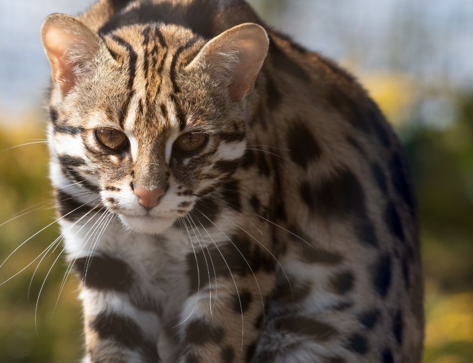 Meet the Asian Leopard Cat