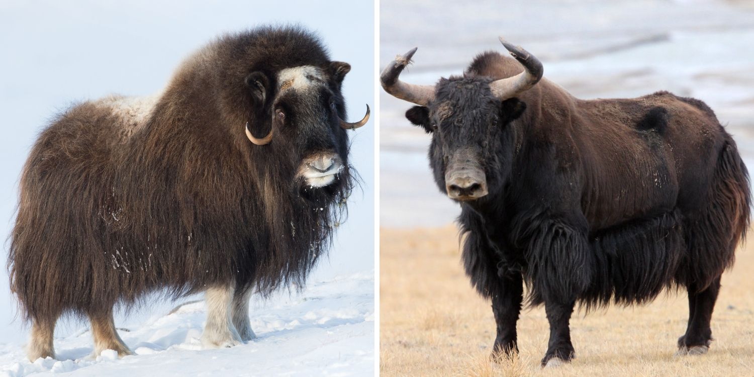 muskox vs yak