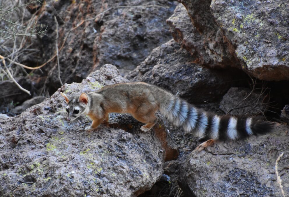 Meet the Ringtail: The Cat-Like Creatures of the Southwest – AnimalPages