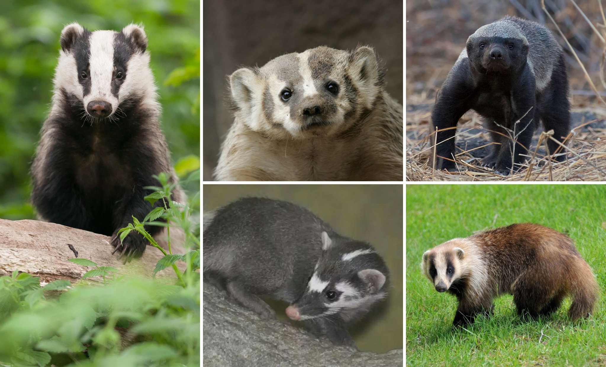 Meet the Badgers: A Look at the Different Types of These Tough and Tenacious Animals