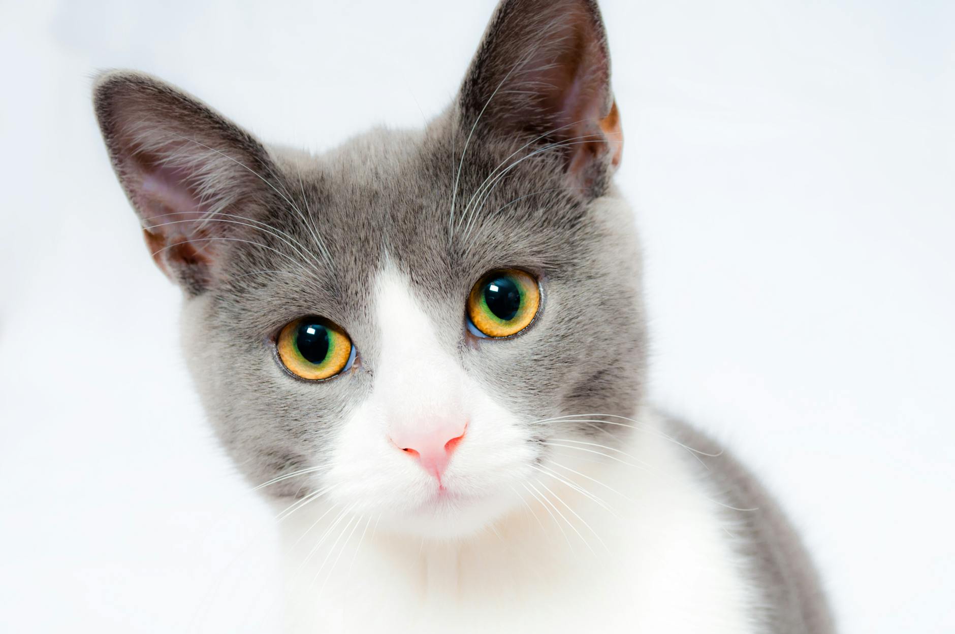 Six Fun Facts About Cats