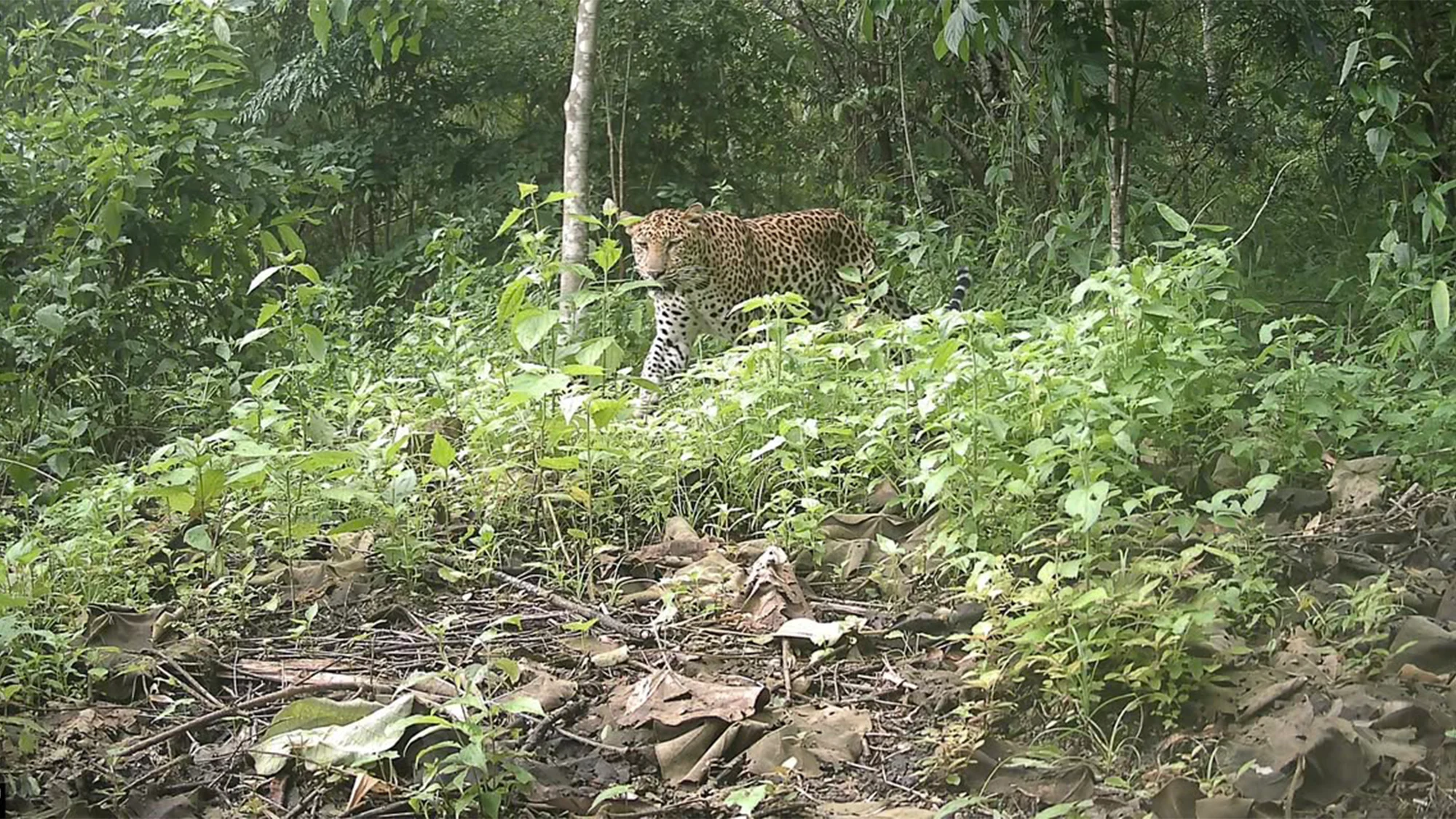The leopard (or leopards) were spotted in the Chittagong Hill Tracts in Bangladesh, on the border with India and Myanmar. CREDIT: Creative Conservation Alliance.