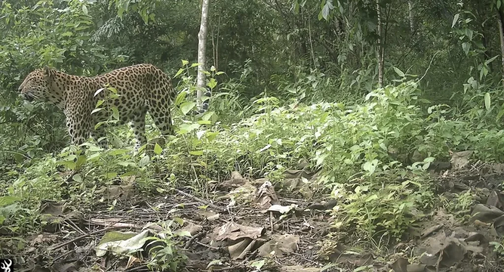 The leopard (or leopards) were spotted in the Chittagong Hill Tracts in Bangladesh, on the border with India and Myanmar. CREDIT: Creative Conservation Alliance.