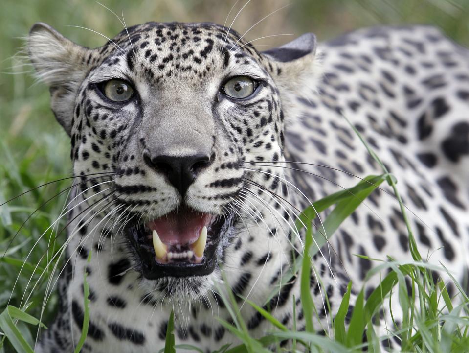 In this Tuesday, July 30, 2013 photo, a four year old Arabian leopard called "Spoti" looks into the camera at the Breeding Center for the Arabian Wildlife in Sharjah, United Arab Emirates. (AP Photo/Kamran Jebreili)