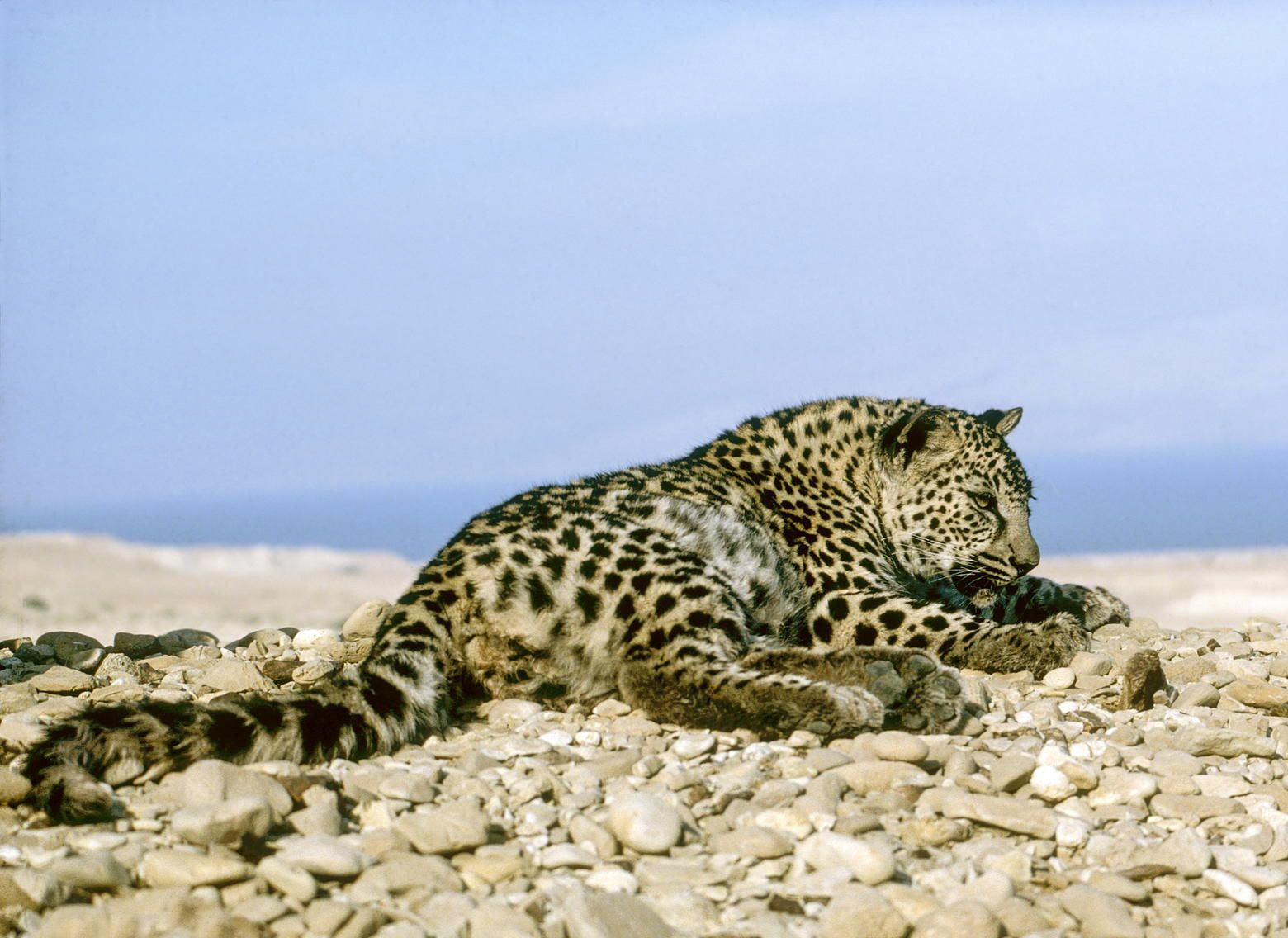 How Saudi Arabia Is Working to Save the Endangered Arabian Leopard