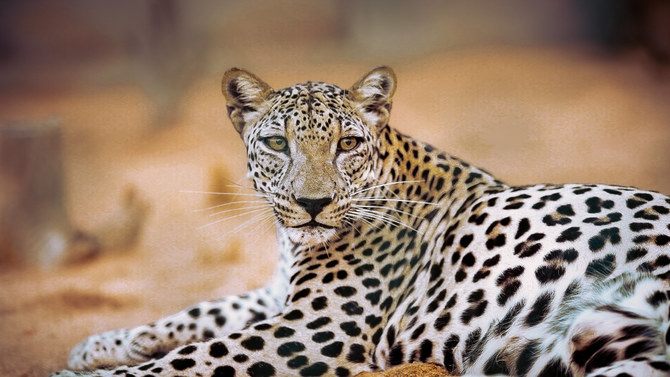 Meet the Arabian Leopard: The Vanishing Ghosts of the Desert