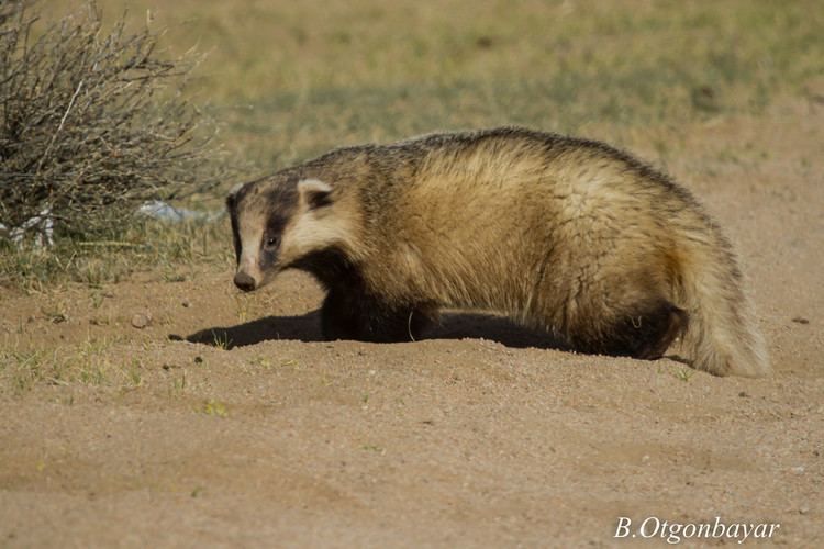 Meet the Asian Badger