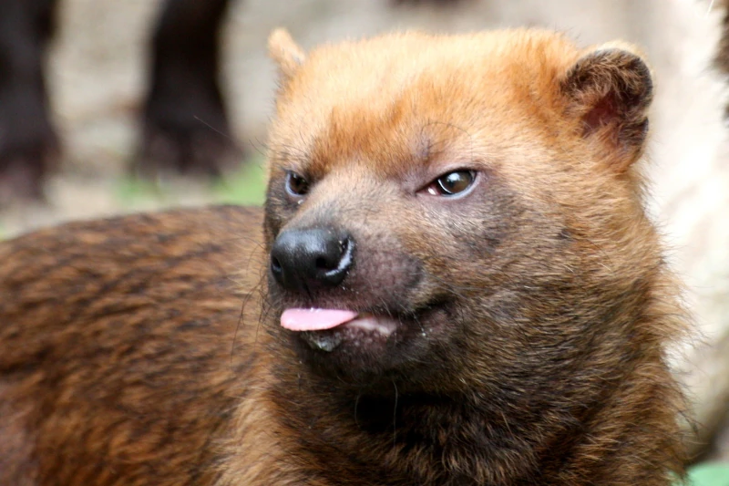Meet the Bush Dog