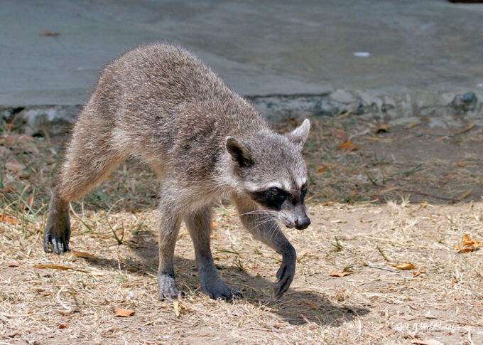 Meet the Crab-Eating Raccoon: Coastal Bandit with a Taste for Seafood