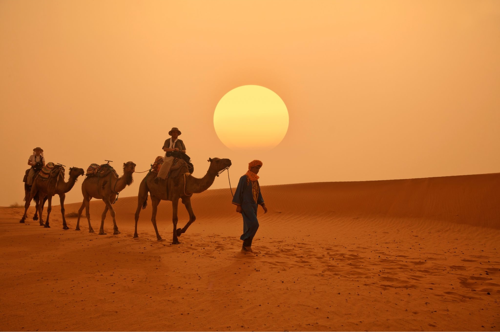 Meet the Dromedary Camel: The True Ships of the Desert