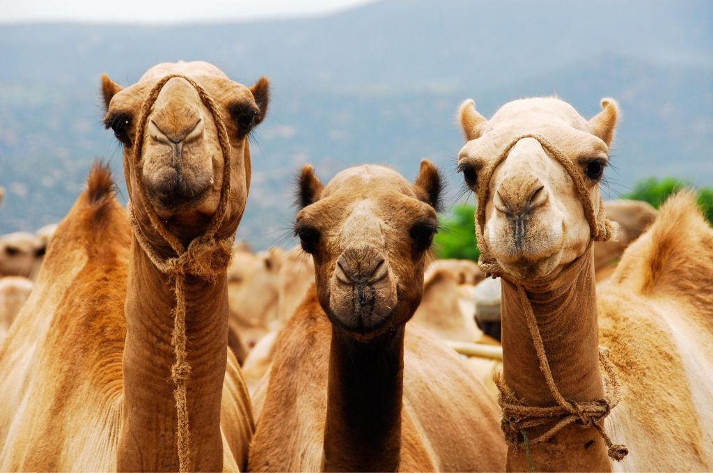 Meet the Dromedary Camel: The True Ships of the Desert – AnimalPages